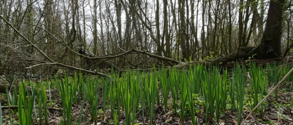 Earlham Park Woods
