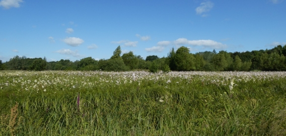 Marston Marsh