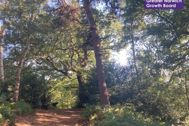 Lion Wood development project in Norwich