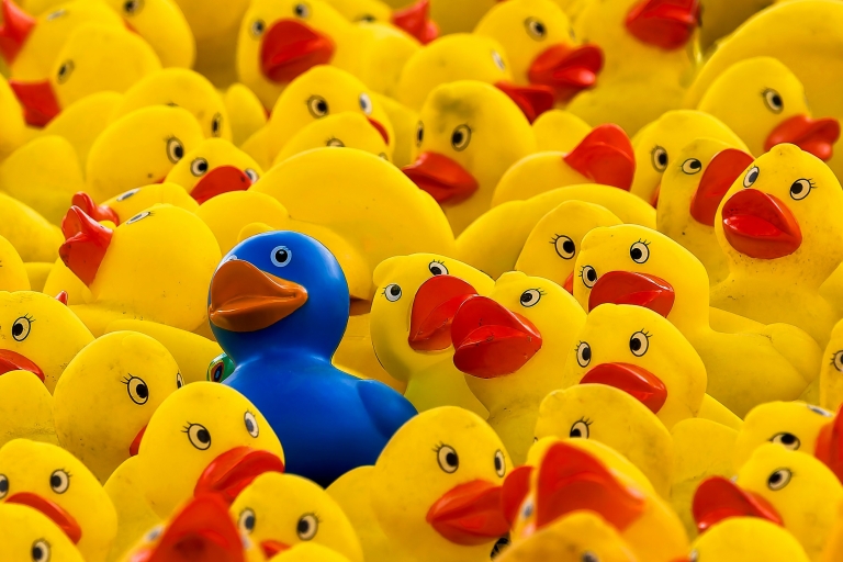 Ducks