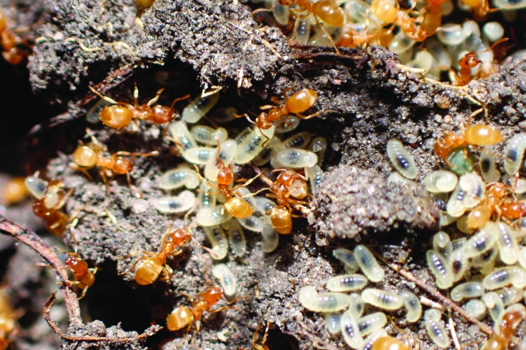 Mousehold - ants