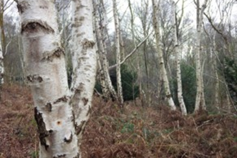 Mousehold birch wood 2
