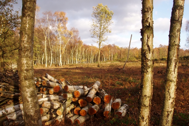 Mousehold birch wood 3