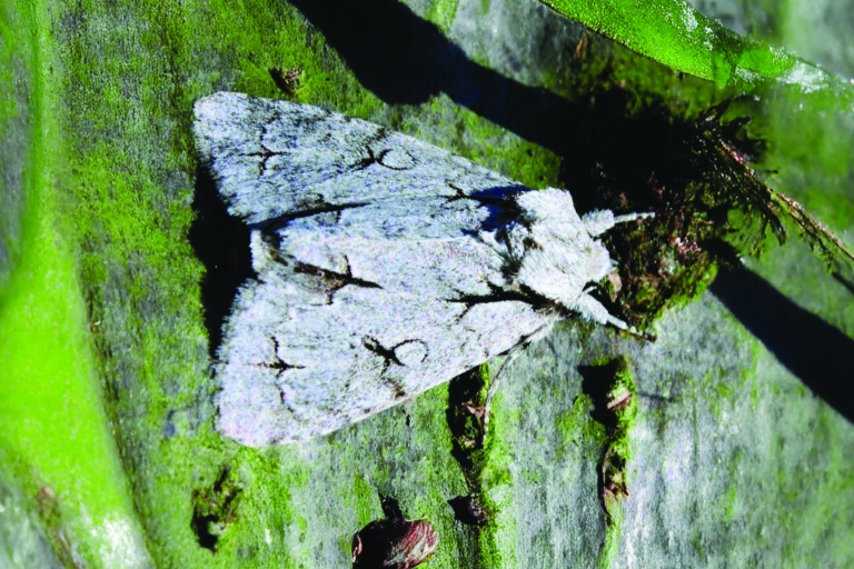 Mousehold birch wood 7