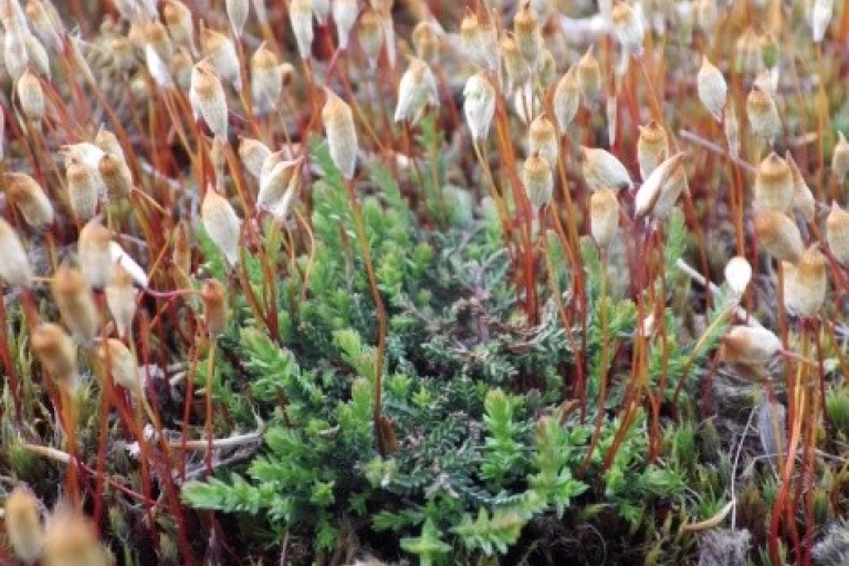 Bristly Haircap Moss
