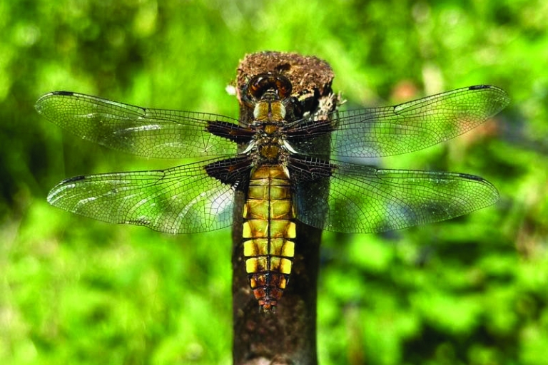 Mousehold - broadbodied chaser