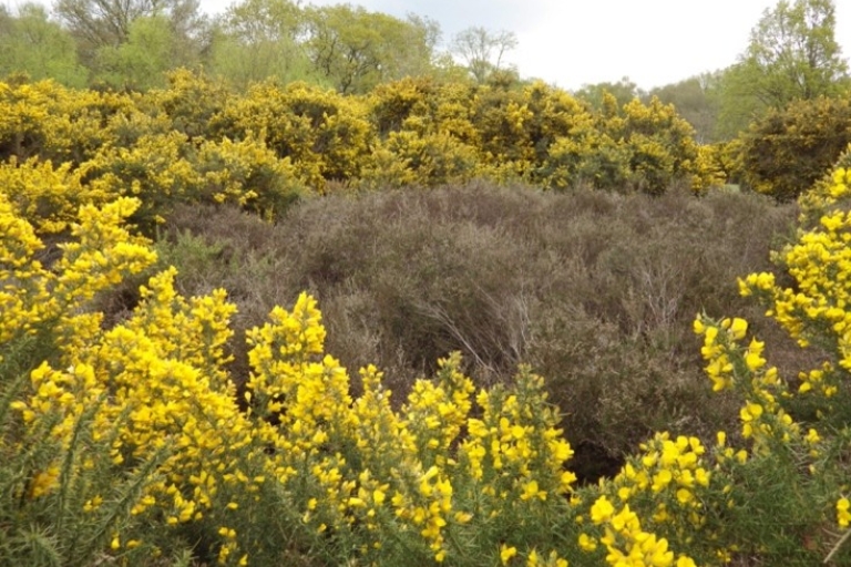 Gorse