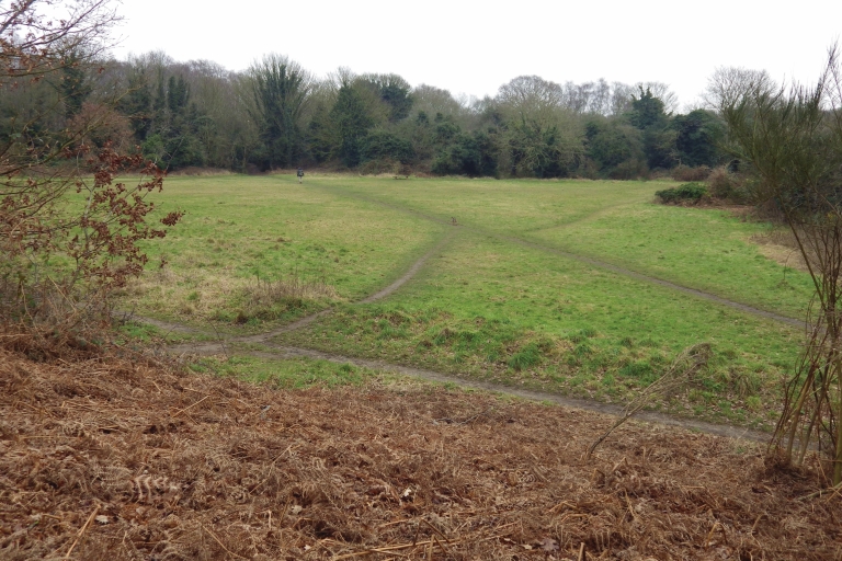 Grassland