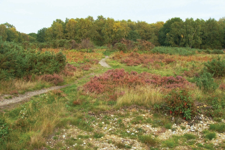 Heathland