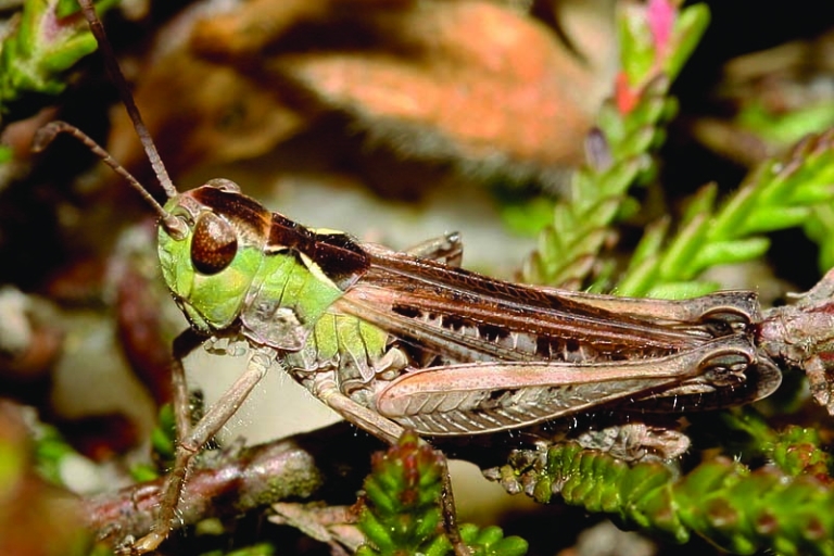 Mousehold - heathland
