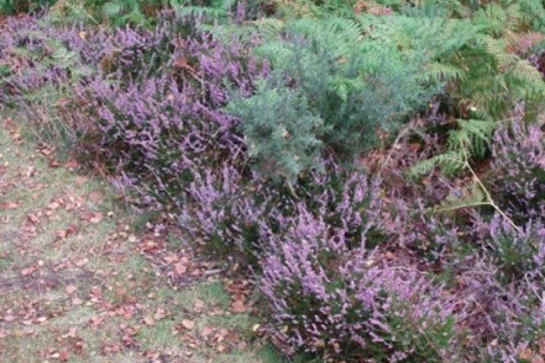 Mauve heather