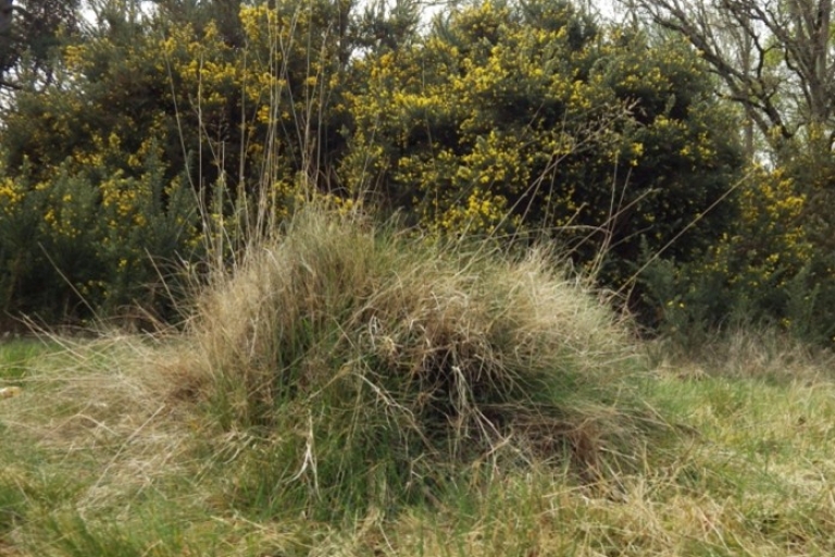 Mousehold 1