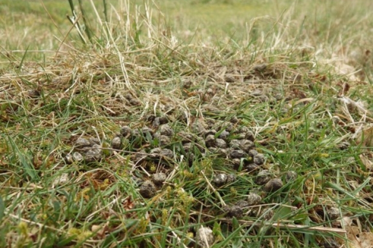 Mousehold 2