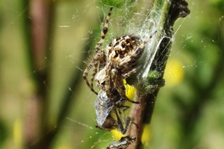 Mousehold spider
