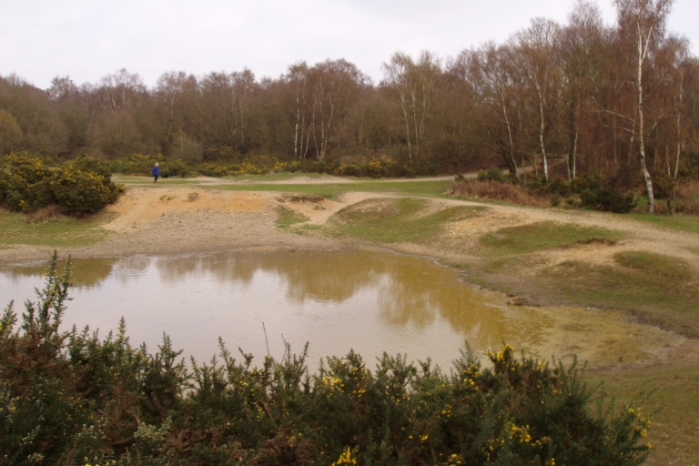Mousehold Mustard Pond