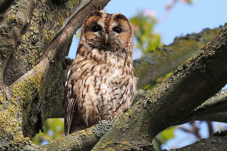 Tawny Owl