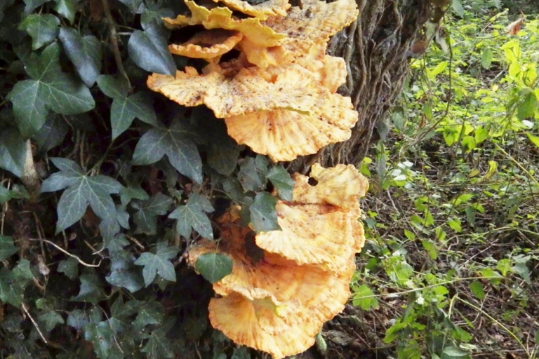 Sulphur Polypore fungus 