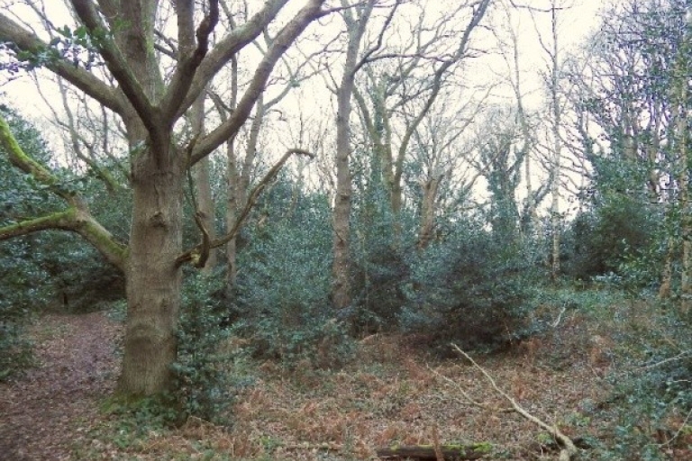 Oak saplings