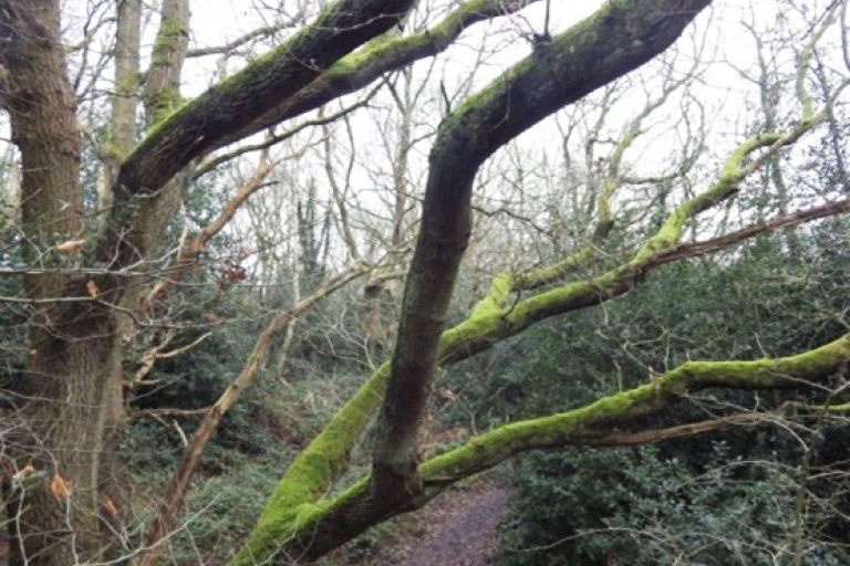 Oak Wood branches