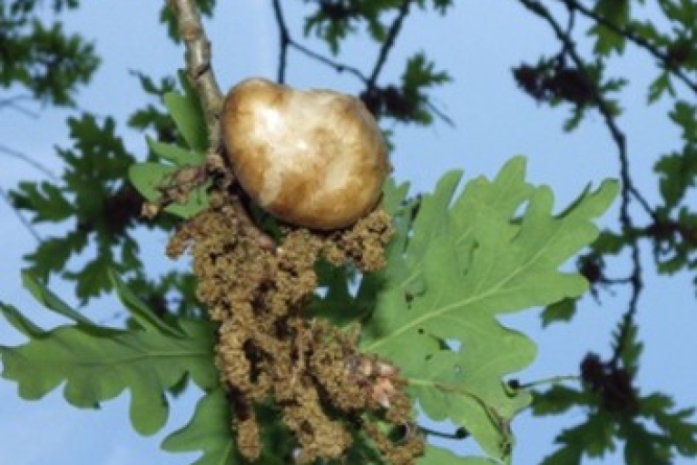 Oak Wood Oak apple