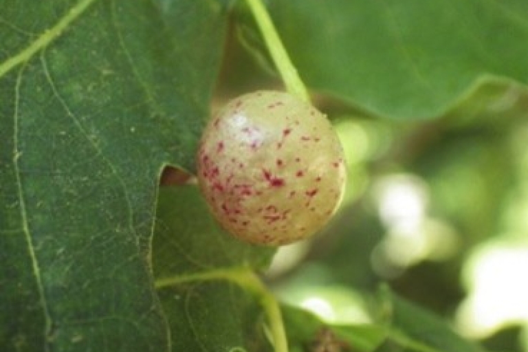 Oak Wood currant gall