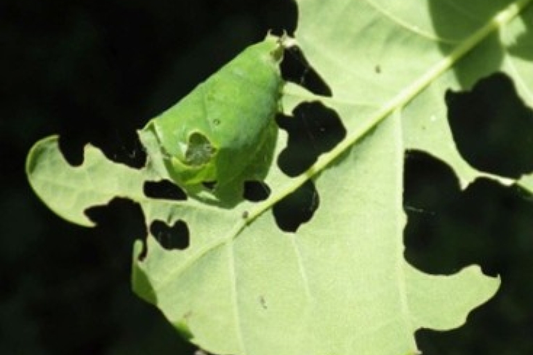 Oak Wood chewed leaves
