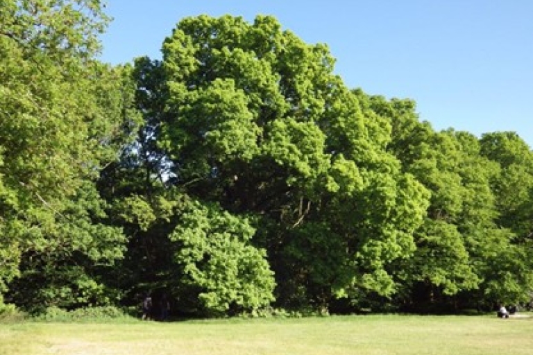 Oaks