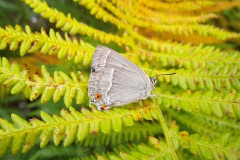 Purple Hairstreak butterfly