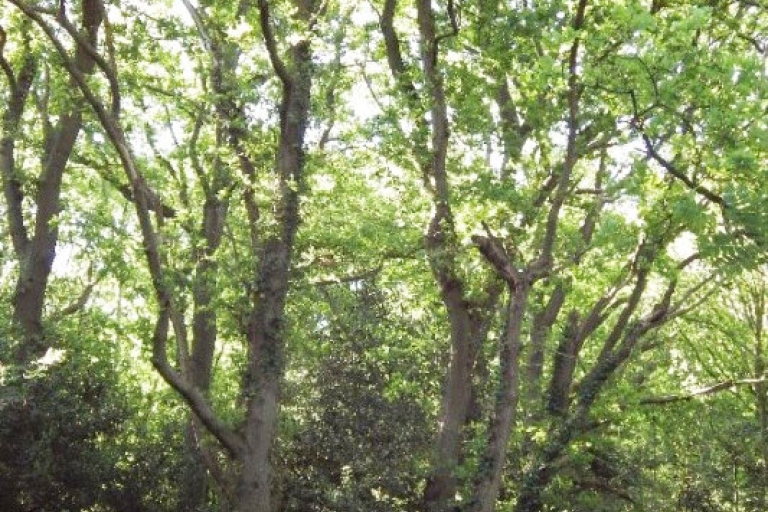 Oak trees
