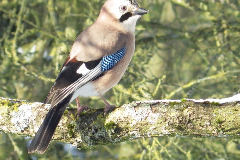 Jay sitting on an oak branch