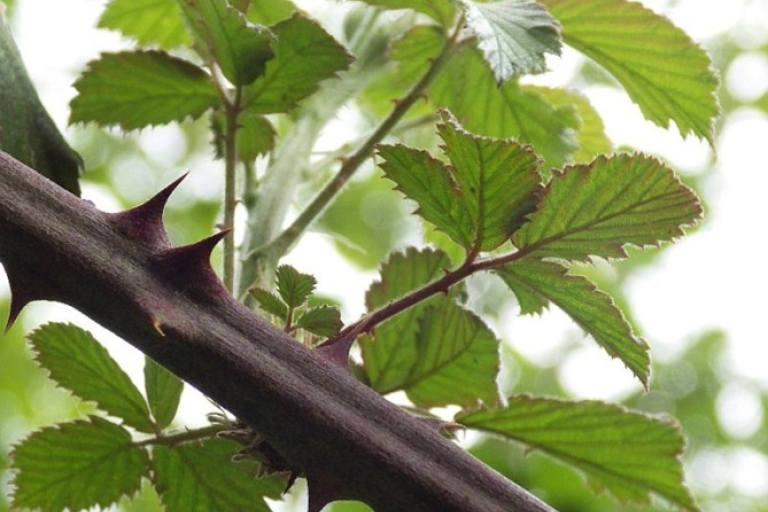 Mousehold brambles 1