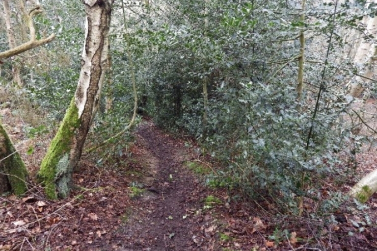 Mousehold birch wood 4