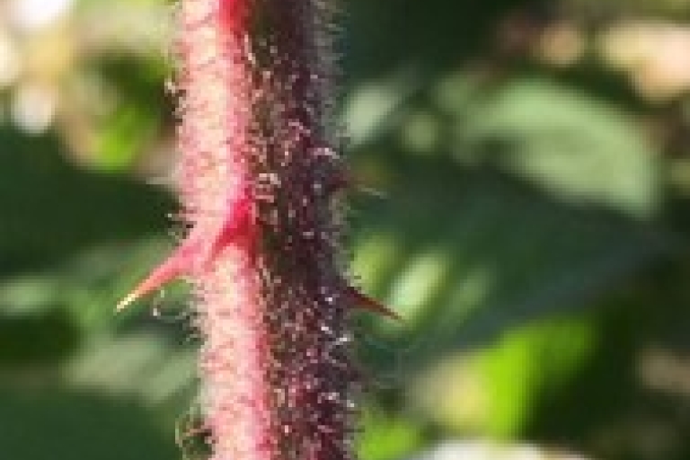Mousehold brambles 3