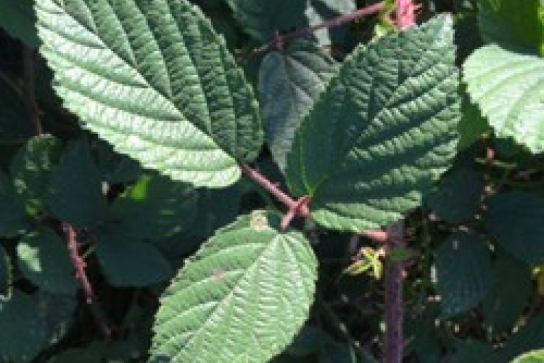 Mousehold brambles 4
