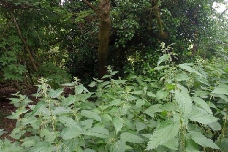 Mousehold scrum 2