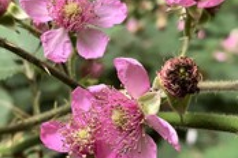 Mousehold brambles 5