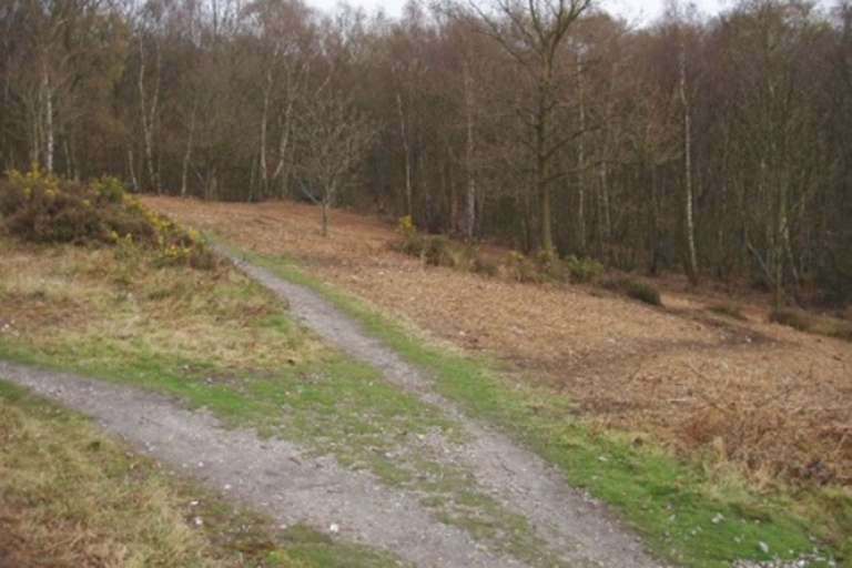 Mousehold brambles 6