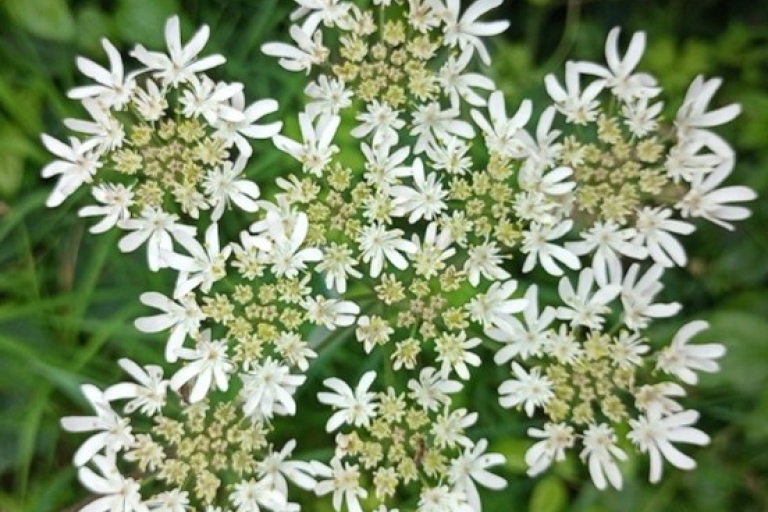 meadow 6