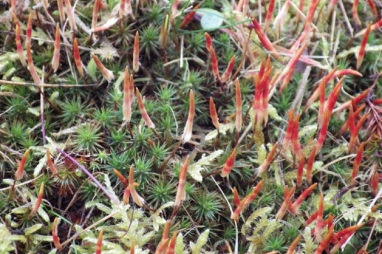 meadow 9