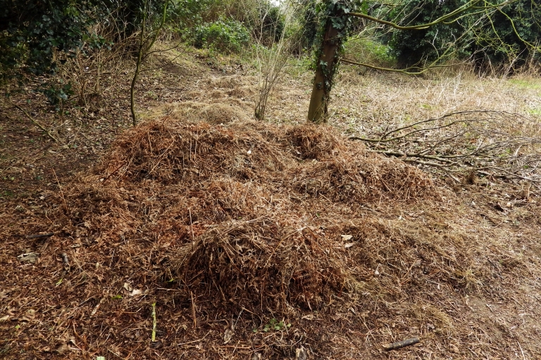 Mousehold scrub 4