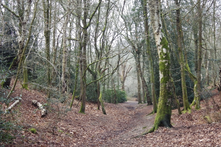 Woodland and scrub