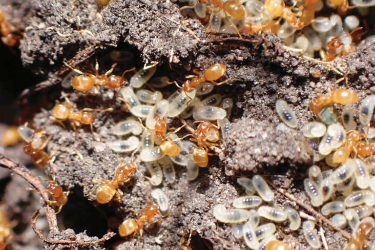 Mousehold yellow meadow ant