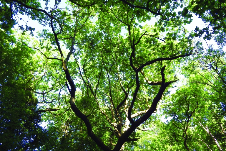 Mousehold - oak woods