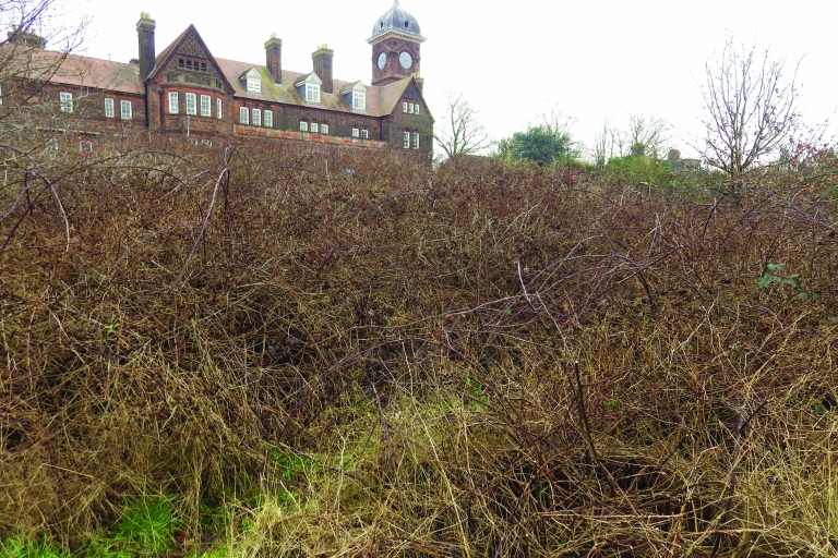 Mousehold - scrub