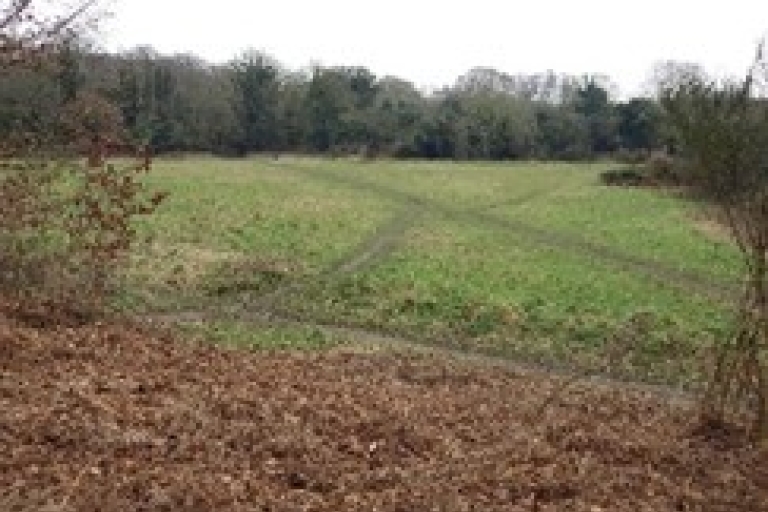 meadow 1