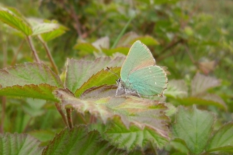 Mousehold A10