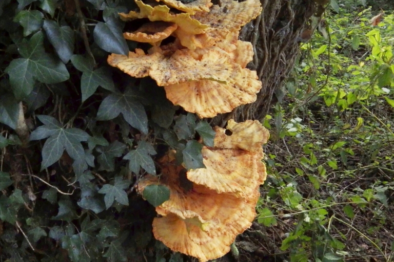 Mousehold B13