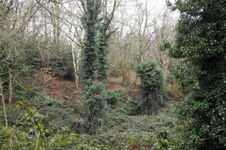 Mousehold B16