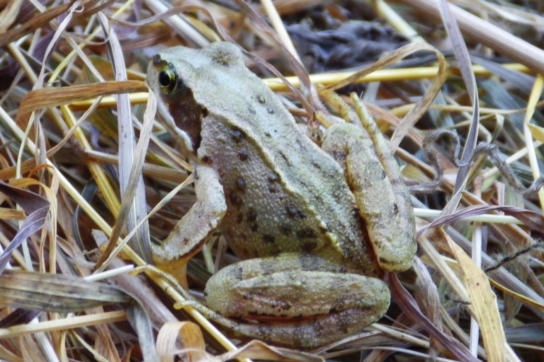 Mousehold B20