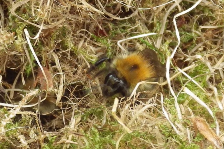 Mousehold B30